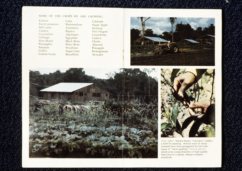 Illustration for article titled Esta anciana se quedó dormida, y cuando despertó
tenía 900 cadáveres a su alrededor: la masacre de Jonestown